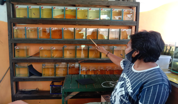 Penjualan Ikan Cupang Hias di Banyuwangi Meningkat Saat Pandemi