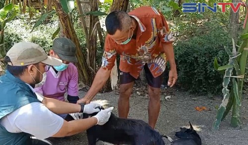 Waspada Rabies, Pemerintah Kabupaten Jember Melakukan Vaksin Hewan