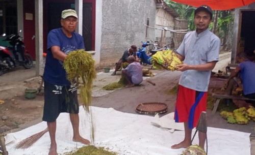 Petani Di Purworejo, Keluhkan Harga Tembakau Murah