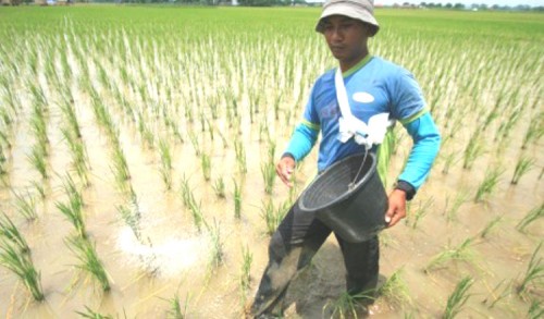 Pupuk Subsidi Langka, Petani Banyuwangi: Semoga Wakil Rakyat Bisa Perjuangkan Nasib Petani