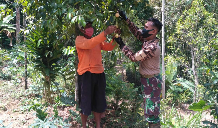 Satgas TMMD 109 Purworejo Dorong Buah Pala Jadi Tanaman Unggulan Warga