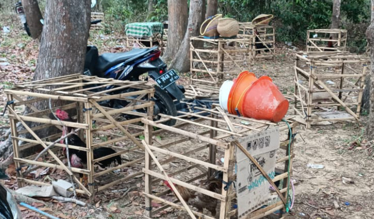 Polisi Gerebek Sindikat Judi Sabung Ayam di Pulau Kangean Sumenep 
