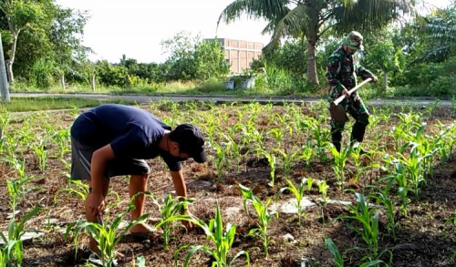 Dimasa Pandemi Covid-19, Babinsa Kodim 0103 Aceh Utara Dampingi Petani Tanam Jagung