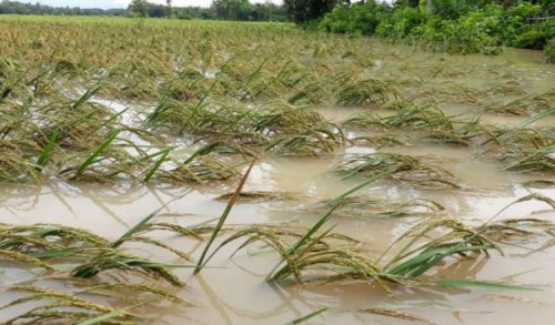 Duka Petani Ngawi Gagal Panen Akibat Diterjang Banjir