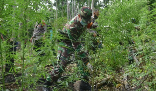 TNI dan Polri Temukan Lima Hektar Ladang Ganja di Sawang Aceh Utara