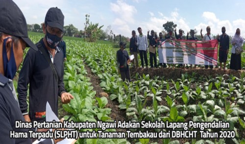 Antisipasi Hama Penyakit Tanaman Tembakau, Dinas Pertanian Kabupaten Ngawi Gelar SLPHT 