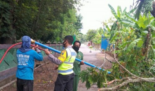 Diguyur Hujan, Pohon Tumbang di Ponorogo Robohkan Lampu Penerangan Desa