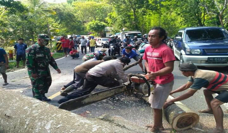 Pohon Sengon di Ponorogo Ambruk Nutup Jalan Nasional