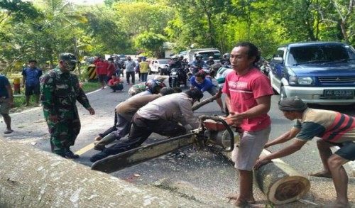 Pohon Sengon di Ponorogo Ambruk Nutup Jalan Nasional