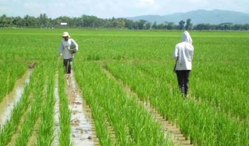 Data e-RDKK Jadi Acuan Penyaluran Pupuk Bersubsidi di Trenggalek
