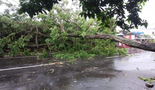 Cuaca Ekstrem, Sejumlah Pohon Tumbang Menimpa Rumah Warga