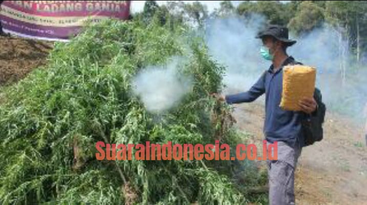 Bareskrim Mabes Polri Musnahkan 5 Hektare Ladang Ganja di Sumut 