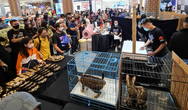 Ratusan Peserta Meriahkan Gresik Cat And Reptile Supershow 