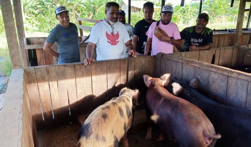 Menyambut Natal, Abisai Rollo Bagiakan Puluhan Ekor Babi Untuk Para Jemaat