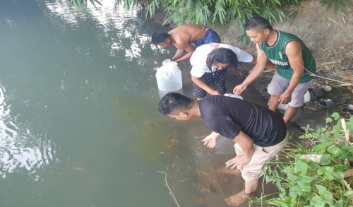 Anggota DPRD Banyuwangi, Anom Basori Tebar Ribuan Benih Ikan Koi di Desa Tembokrejo