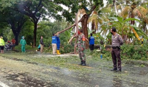Halangi Jalan, Petugas Gabungan Evakuasi Ranting Pohon Tumbang