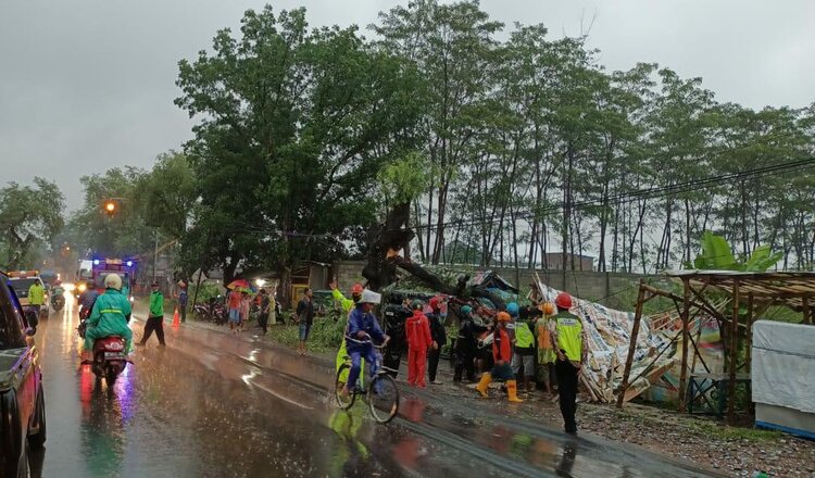 Rata Dengan Tanah, Pohon Asam Tumbang Menimpa Warung Bakso