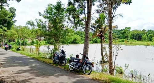 Hujan Tiga Hari Di Desa Sumengko, Puluhan Hektar Sawah Berubah Jadi Danau