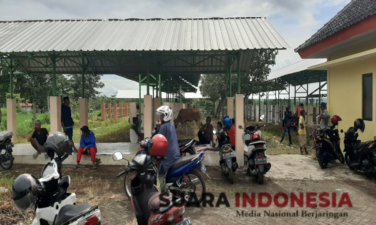 Uji Coba Pasar Hewan Terpadu Bondowoso, Pedagang Sebut Tempatnya Masih Kurang Layak