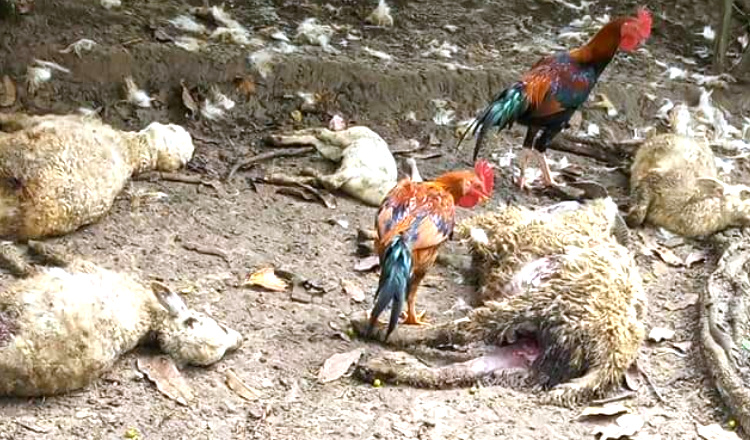Kawanan Anjing Liar Teror Ternak, 13 Kambing Warga Tuban Mati Dimangsa
