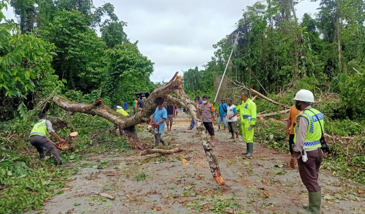 Pohon Tumbang Tutupi Jalan Arso Satu Menuju Swakarsa