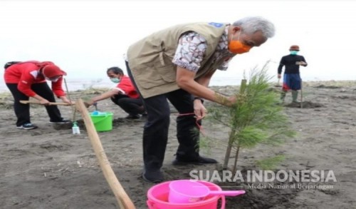 Gubernur Jateng Ganjar Pranowo Tanam 1200 Pohon Cemara di Pantai Kemangi Kendal