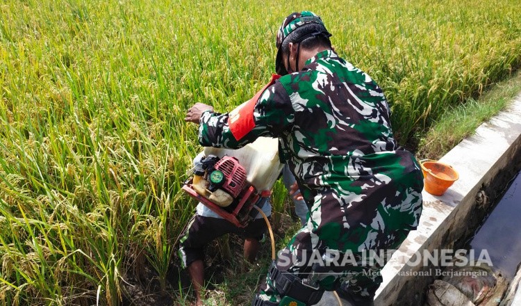 Babinsa Koramil Panji, Dampingi Sosialisasi Obat Non Insektisida Kepada Petani