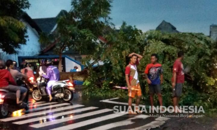 Pohon Angsana Besar Tumbang, Akses Jalan Raya Mojosari-Pacet Sempat Tertutup