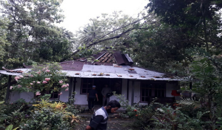 Hujan Deras di Purworejo, Pohon Tumbang Timpa Belasan Rumah Warga