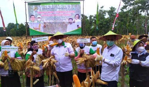 Perhutani dan HKTI Sukses Hasilkan Panen Jagung di Kawasan Hutan Tuban