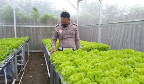 Dari Bertani Hidroponik, Polisi di Banyuwangi Ini Raup Jutaan Rupiah Perbulan