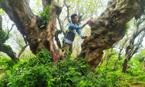 Gara-gara Bersihkan Ranting Pohon Kamboja di TPU, Warga Mandiro Bondowoso Dilaporkan ke Polisi
