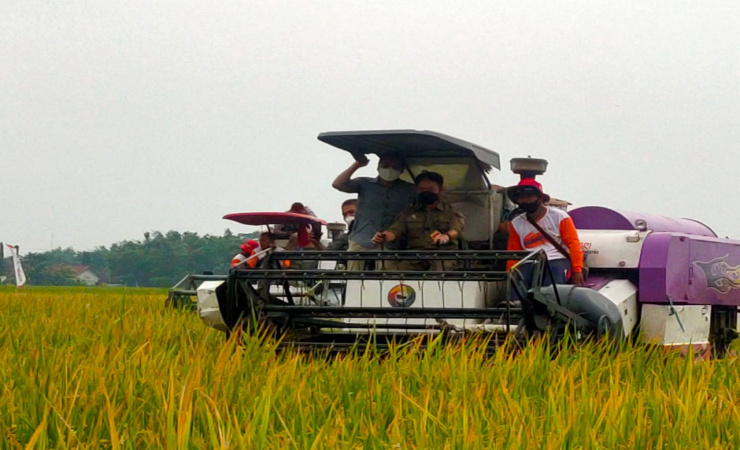 Hadiri Panen Raya  di Jombang, Menteri Pertanian Ingatkan Pentingnya Lumbung Pangan