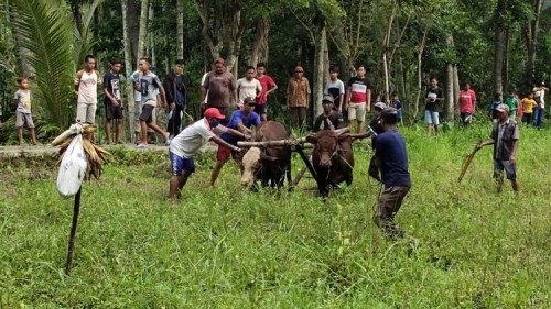 Karapan Sapi di Desa Talempong Situbondo, Tradisi Turun Menurun