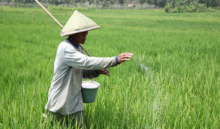 Dongkrak Produksi Pertanian, Banyuwangi Optimalkan Program Agrosolution