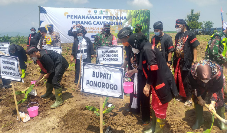 Budidaya Holtikultura, Sesmenko Perekonomian RI Tanam Pohong Pisang di Ponorogo