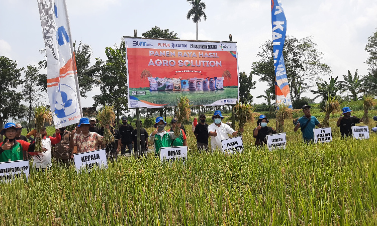 Program Agro Solution di Bondowoso dengan Pupuk Non Subsidi Buat Hasil Panen Meningkat