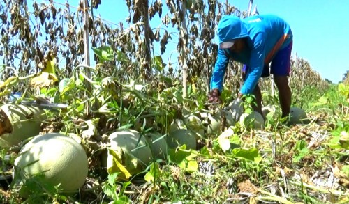 Ditengah Bulan Ramadhan, Petani Melon di Tuban Untung Besar