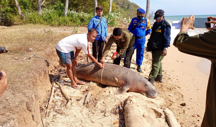 Dugong Ditemukan Mati Terdampar di Pulau Bawean, Tubuhnya Penuh Luka