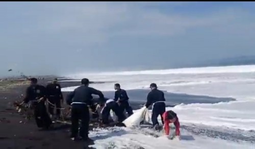 Peduli Lingkungan, Pendekar PSHT Jember Bersihkan Sampah di Pantai Paseban