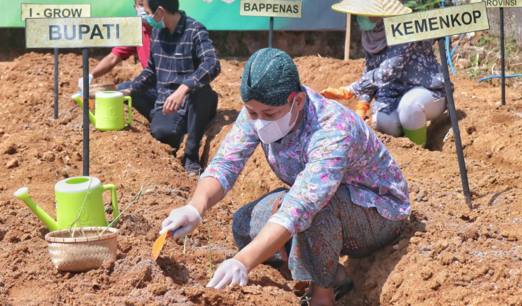 BUMDesma di Trenggalek Jalin Kerjasama Jahe Merah dengan PT Bintang Toedjoe