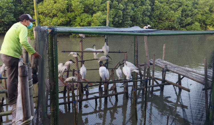 Puluhan Burung Dilepas di KEE Ujungpangkah Gresik