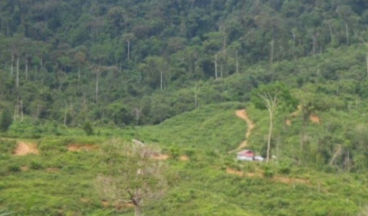 Kawasan Hutan Produksi dan Terbatas di Mukomuko Dikabarkan Akan Jadi Lokasi Tambang Batubara