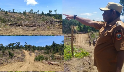 Bupati Keerom Ingatkan Pemodal Dibalik Rusaknya Ratusan Hektar Hutan di Kampung Bate