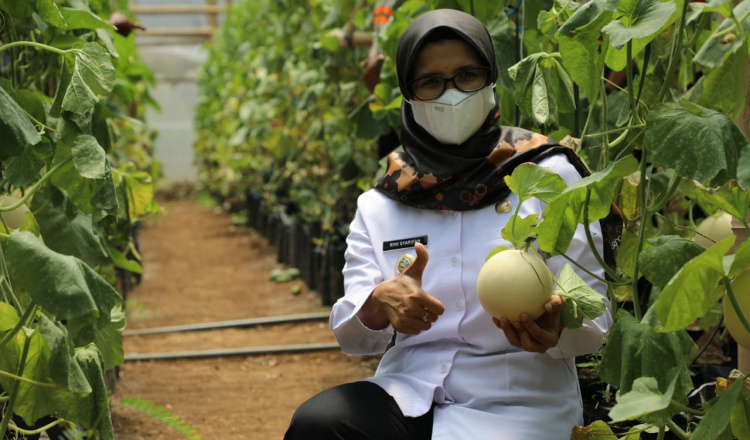 Kualitas Buah Melon Asal Kabupaten Blitar Sangat Bagus, Bupati Janjikan Bakal Terus Promosikan