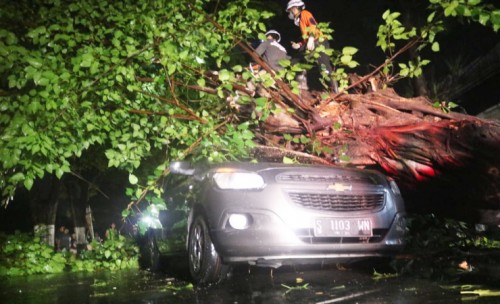 Pohon Besar Tumbang di Jombang,Timpa Mobil  Hingga Rusak Parah