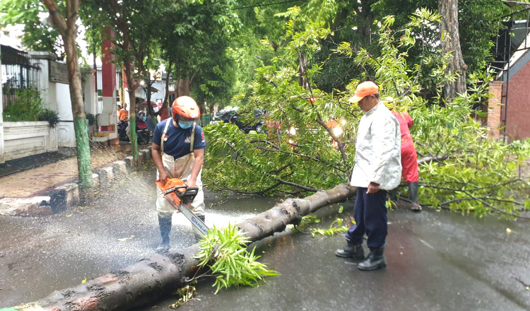 Hujan Disertai Angin, Pohon di Jalan Brawijaya Tuban Tumbang