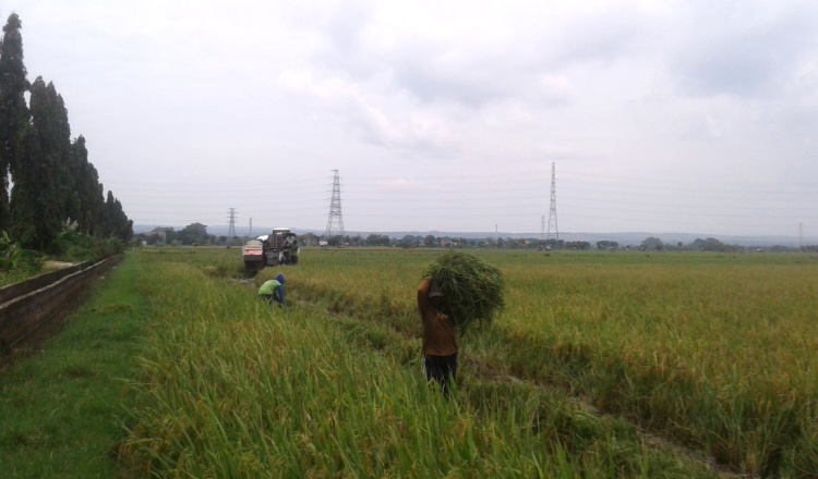 Luas Lahan Sawah di Kabupaten Tuban Bertambah 19.171 Hektar