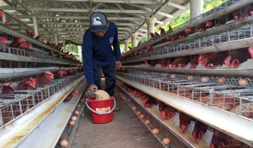 Harga Telur di Banyuwangi Anjlok, Diskopumdag Sebut Banyak Pasokan dari Luar daerah