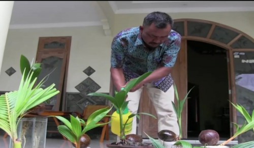 Mantan TKI Asal Madiun Sukses Kembangkan Bonsai Kelapa